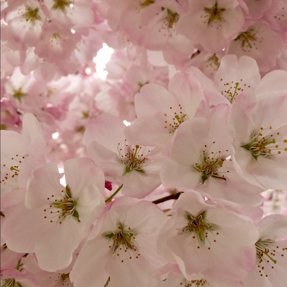 Meet your Posher, This & That - Picture 5 of 5